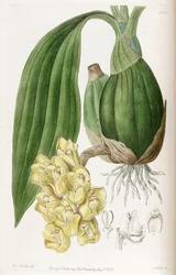 Peristeria cerina